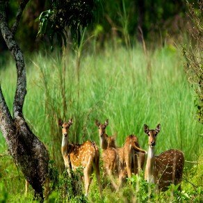 Chitwan National Park Jungle Safari